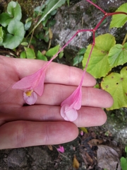 Begonia grandis