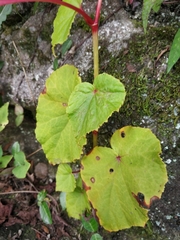 Begonia grandis
