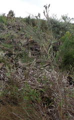 Schistostephium umbellatum