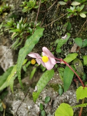Begonia grandis