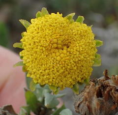 Schistostephium umbellatum