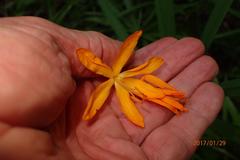 Crocosmia aurea aurea