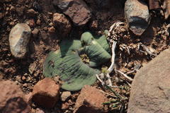 Massonia pustulata