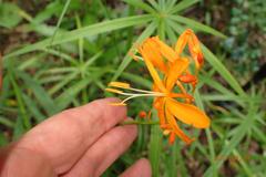 Crocosmia aurea aurea