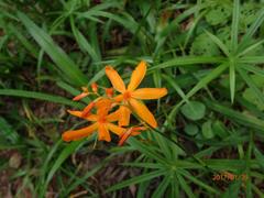 Crocosmia aurea aurea