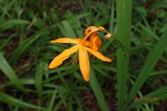 Crocosmia aurea aurea