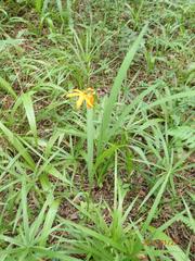 Crocosmia aurea aurea