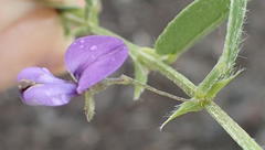 Psoralea plauta