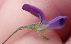 Psoralea plauta