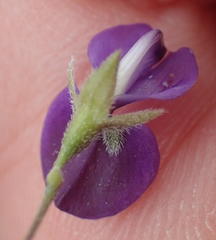 Psoralea plauta