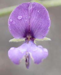 Psoralea plauta
