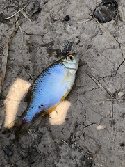 Rhodeus