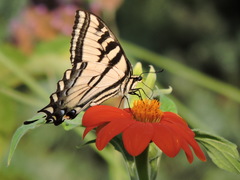 Papilio rutulus