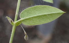 Psoralea plauta