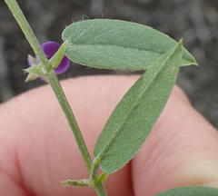 Psoralea plauta
