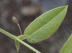 Psoralea plauta
