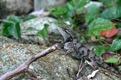 Calotes emma