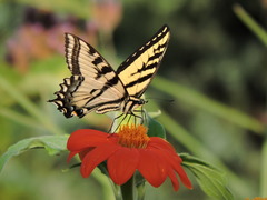Papilio rutulus