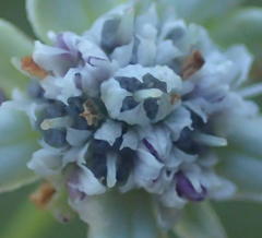 Alepidea capensis capensis