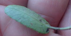 Alepidea capensis capensis