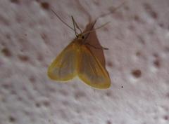 Eubaphe helveta
