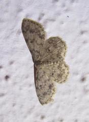 Scopula plantagenaria