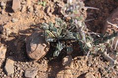 Albuca spiralis