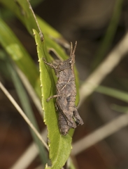 Tropidostethus angusticollis