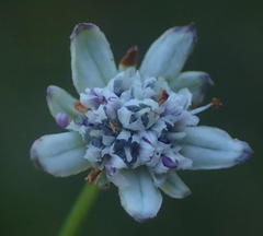Alepidea capensis capensis