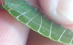 Alepidea capensis capensis