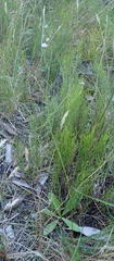 Alepidea capensis capensis