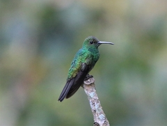 Chalybura buffonii