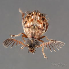 Megacerus cubiculus
