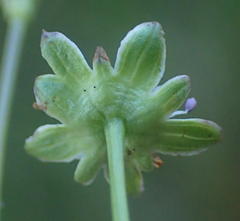 Alepidea capensis capensis