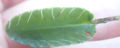 Alepidea capensis capensis