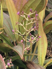Miconia robinsoniana