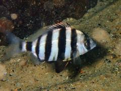 Diplodus hottentotus