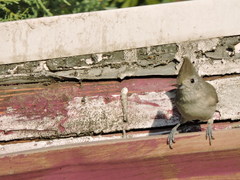 Baeolophus inornatus