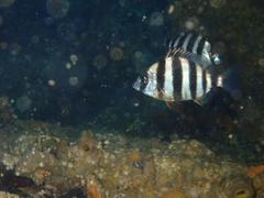 Diplodus hottentotus