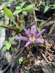Tricyrtis hirta