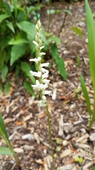 Spiranthes praecox