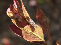 Cixidia