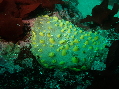 Polymastia pachymastia