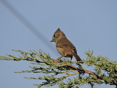 Baeolophus inornatus