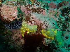 Polymastia pachymastia