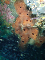 Amphimedon trindanea