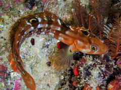 Speckled Klipfish photo 4