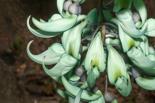 Jade vine