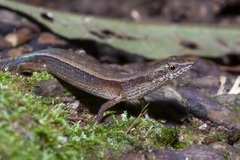 Saproscincus basiliscus