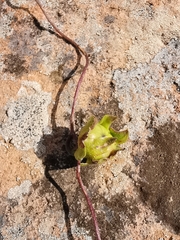 Cymbalaria muralis